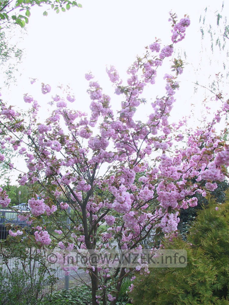 Prunus serrulata Kanzan 03.jpg
